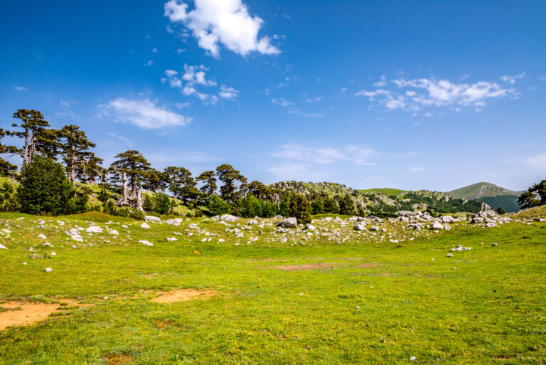 Twisted trees in the Pollino National Park