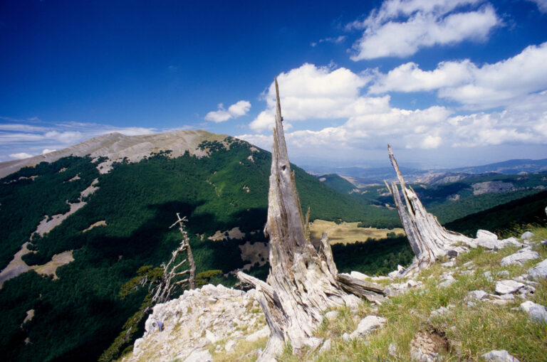 vecchi pini loricato pinus leocodermis serra del prete parco nazionale pollino calabria